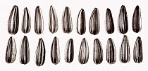 Sunflower (Helianthus annuus) seeds, showing diversity of shapes.