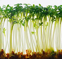 Sprouting Alfalfa seeds (Medicago sativa) against white background.