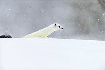 Stoat (Mustela erminea) in white winter coat, running. Vauldalen, Sor-Trondelag, Norway. May.