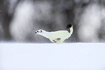 Stoat (Mustela erminea) in white winter coat running. Vauldalen, Sor-Trondelag, Norway. May.