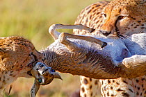 Cheetahs (Acinonyx jubatus) mother and baby with Thomson's Gazelle prey, Masai Mara, Kenya.