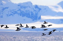 Bruennich's guillemots (Uria lomvia) flock flying towards nesting colony on the south east coast of Svalbard, Norway, June.