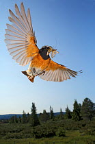 Redstart (Phoenicurus phoenicurus) male in flight with habitat, Golsfjell mountain, Buskerud County, Norway, July.