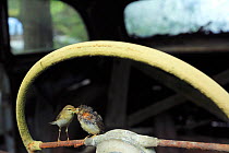 Willow warbler ( Phylloscopus trochilus) feeding young on car steering wheel in car graveyard, Bastnas, Vastmanland, Sweden, June.