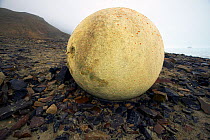 Spherical stones, Champs island, Franz Josef Land, Russian Arctic, July.