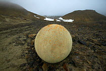 Spherical stones, Champs Island, Franz Josef Land, Russian Arctic, July 2004.