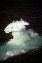 Kittiwakes (Rissa tridactyla) on iceberg,  Franz Josef Land, Arctic Russia, July.