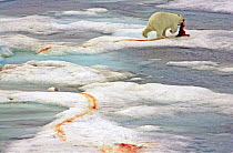 Polar bear (Ursus maritimus) with seal prey, with Glaucous gull (Larus hyperboreus) and Ivory gull (Pagophila eburnea), Franz Josef Land, arctic Russia.