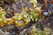 Breadcrumb Sponge (Halichondria panicea) on the seashore, Guernsey, British Channel Islands.