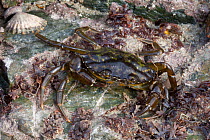 Shore Crab (Carcinus maenas) on sea shore, Guernsey, British Channel Islands.