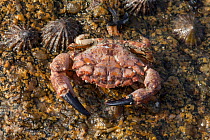 Risso's crab (Xantho pilipes) on sea shore, Guernsey, British Channel Islands.