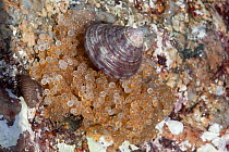 Eggs of Long-spined sea scorpion (Taurulus bubalis) on sea shore, possibly being predated by Painted Topshell, Guernsey, British Channel Islands