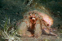 Anemone Hermit Crab (Pagurus prideaux) with Cloak Anemone (Adamsia palliata) Bouley Bay, Jersey, British Channel Islands.