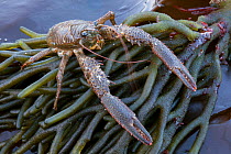 Squat Lobster (Galathea squamifera) on seaweed on the shore at Sark, British Channel Islands.