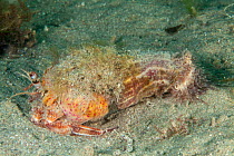 Anemone Hermit Crab (Pagurus prideaux) with Cloak Anemone (Adamsia palliata) and Parasitic Anemone (Calliactis parasitica) Bouley Bay, Jersey, British Channel Islands.