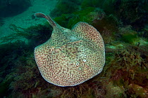 Marbled electric ray (Torpedo marmorata) Bouley Bay, Jersey, British Channel Islands.