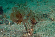 Peacock Tube Worm (Sabella pavonina) Bouley Bay, Jersey, British Channel Islands.