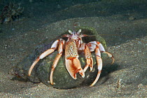 Common Hermit Crab (Pagurus bernhardus) Bouley Bay, Jersey, British Channel Islands.