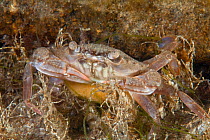 Female Harbour Crab with eggs (Liocarcinus depurator) Bouley Bay, Jersey, British Channel Islands.