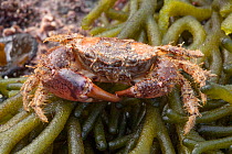 Hairy Crab (Pilumnus hirtellus) on seaweed on the beach, Sark, British Channel Islands.