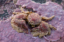 Broad-clawed Porcelain Crab (Porcellana platycheles) on sea shore, Sark, British Channel Islands.