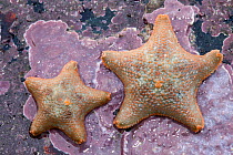 Cushion Star (Asterina gibbosa) on sea shore, Sark, British Channel Islands.