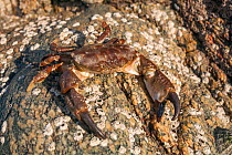 Montagu's or Furrowed Crab (Xantho hydrophilus) on sea shore, Sark, British Channel Islands.