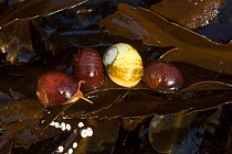 Smooth periwinkles (Littorina obtusata) on kelp, Derrible Bay, Sark, British Channel Islands.
