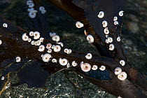 Post Horn Worms (Spirorbis) on seaweed, on beach, Derrible Bay, Sark, British Channel Islands.
