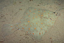 Plaice (Pleuronectes platessa) Bouley Bay, Jersey, British Channel Islands.