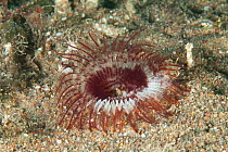 Fan Worm (Megalomma vesiculosum) Bouley Bay, Jersey, British Channel Islands.