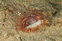 Fan Worm (Megalomma vesiculosum) Bouley Bay, Jersey, British Channel Islands.