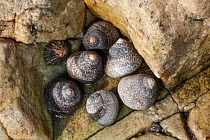 Thick top shell (Osilinus lineatus) on rocks on sea shore,  Sark, British Channel Islands.