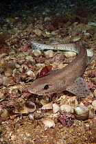 Smallspotted catshark (Scyliorhinus canicula) on sea floor, Jersey, British Channel Islands.