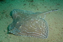 Small-eyed Ray (Raja microocellata) on sea floor, Bouley Bay, Jersey, British Channel Islands.