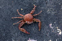 Long clawed porcelain crab (Pisidia longicornis) on seashore, Sark, British Channel Islands.