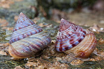 Painted top shell (Calliostoma zizyphinum) on seashore, Sark, British Channel Islands.