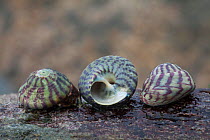 Purple Topshell (Gibbula umbilicalis) sea shells on beach, Sark, British Channel Islands.