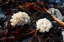 Eggs of Common whelk (Buccinum undatum) on seaweed washed up on beach, Sark, British Channel Islands.