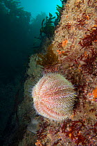 Common Sea Urchin (Echinus esculentus) Guillaumesse, Sark, British Channel Islands.