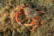Spiny Spider Crab (Maja squinado) Guillaumesse, Sark, British Channel Islands.