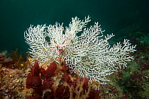 Fan Coral (Eunicella verrucosa) white specimen, Guillaumesse, Sark, British Channel Islands.