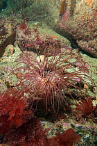 Tube Anemone (Pachycerianthus indet) Guillaumesse, Sark, British Channel Islands.