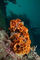 Ross Bryozoan (Pentapora fascialis) L'Etac, Sark, British Channel Islands.