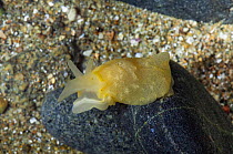 Yellow-plumed sea slug (Berthella plumula) Sark, British Channel Islands.