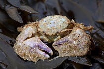 Broad-clawed Porcelain Crab (Porcellana platycheles) washed up on beach, Sark, British Channel Islands.