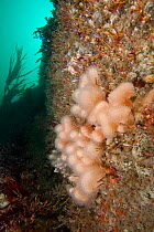 Dead man's fingers soft coral (Alcyonium digitatum) Grune du Nord, Sark, British Channel Islands.