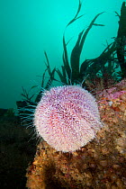 Common Sea Urchin (Echinus esculentus) The Isles of Scilly.