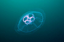 Moon jellyfish (Aurelia aurita) The Isles of Scilly.