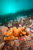 Reef wall with Plumose anemone (Metridium senile) and Dead man's fingers coral (Alcyonium digitatum) The Isles of Scilly.